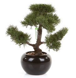 Sztuczne drzewko Bonsai Cedr 34 cm w czarnej ceramicznej doniczce